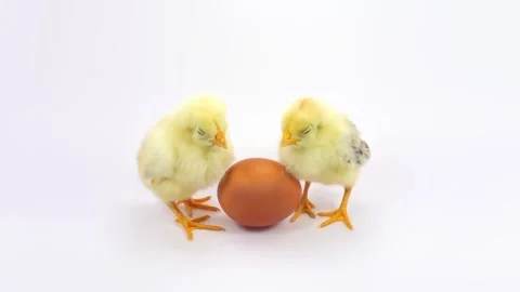 Two sleepy chicken and the egg Stock Footage 126118717