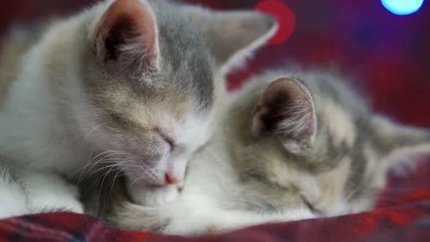 Two sleepy faces of New Year's kittens. Little cats sleep nicely on a cozy Video stock 159522920