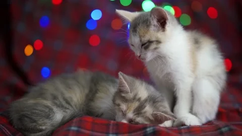 Two sleepy kittens on the background of the New Year's garland. A small cat Video stock 159522882
