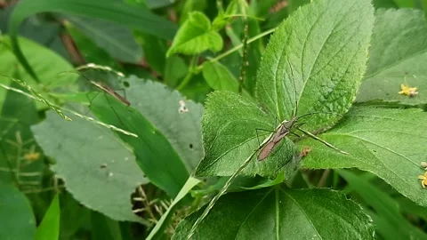 Two Slender Rice Ear Bugs Perching on Green Leaves in the Garden. Macro foota Vídeo Stock 335125606