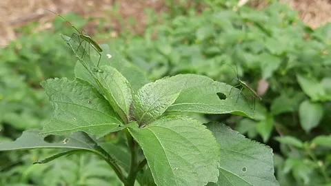Two Slender Rice Ear Bugs Perching Calmly on Green Wild Leaves. Macro footage Vídeo Stock 335125688