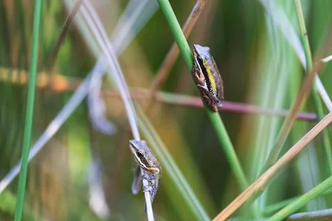 Two Slender tree frog on verticle reed, Northcliffe WA Foto stock