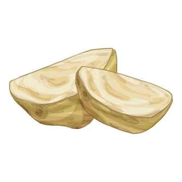 Two slices of celery root lying on white background Stock Illustration