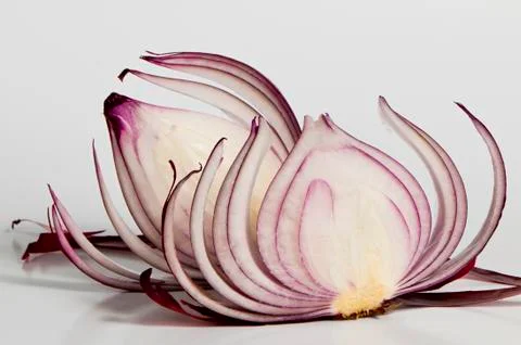 Two slices of red onion Stock Photos