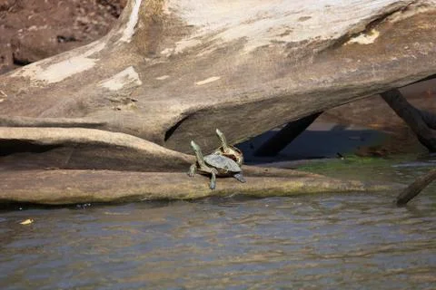 Two Slider turtles sitting on a tree Stock Photos
