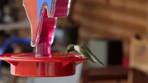 Two slow-motion extreme close-up sequences show hummingbirds very clearly Stock-Footage 159845529
