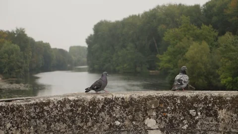 Two Slow Motion Pigeons Sitting and Walking on Stone Ledge Moody Day Stock Footage 95855407