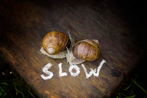 Two Slow Snails Stockfoto's