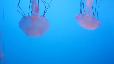 Two Slowly Moving Jellyfish Join with Red Jellyfish Stock Footage 82876637