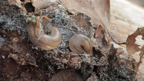 Two slugs crawling together across tree Stock Footage 128716944