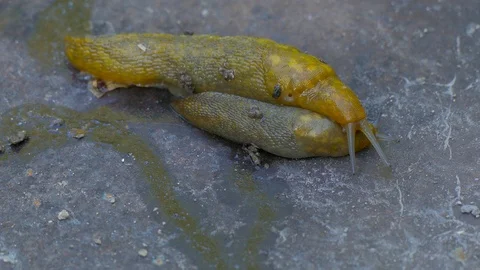 Two slugs crawling on top of each other Stock Footage 123589034