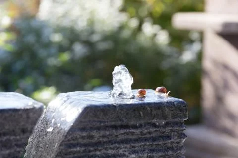 Two slugs snails taking bath on water fountain in garden area Stock Photos