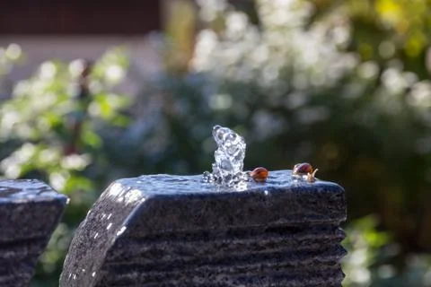 Two slugs snails taking bath on water fountain in garden area Stock Photos