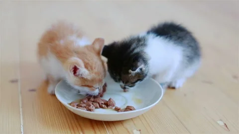Two Small Adorable Kittens Eating Healthy Cat Food From a Saucer Stock Footage 94263277