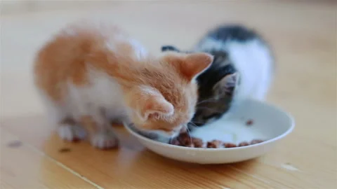 Two Small Adorable Kittens Eating Healthy Cat Food From a Saucer Stock Footage 94813780