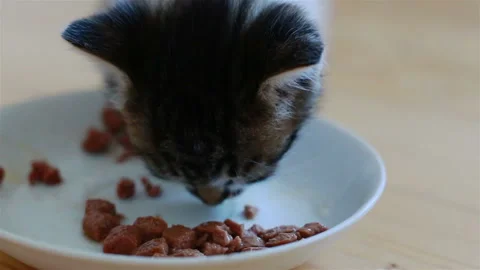 Two Small Adorable Kittens Eating Healthy Cat Food From a Saucer Stock Footage 94903529