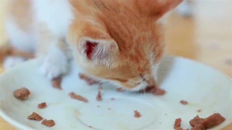 Two Small Adorable Kittens Eating Healthy Cat Food From a Saucer Stock Footage 95276788