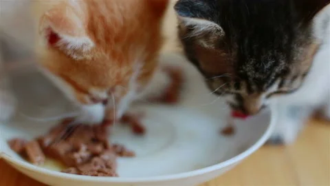 Two Small Adorable Kittens Eating Healthy Cat Food From a Saucer Stock Footage 95936801