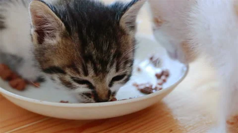 Two Small Adorable Kittens Eating Healthy Cat Food From a Saucer Stock Footage 96489717