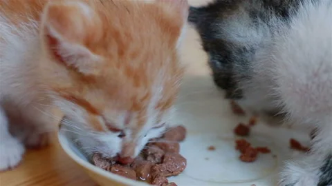 Two Small Adorable Kittens Eating Healthy Cat Food From a Saucer Stock Footage 96584052
