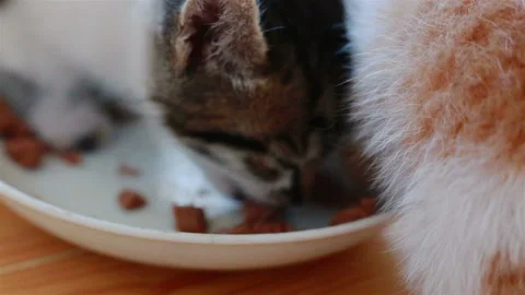 Two Small Adorable Kittens Eating Healthy Cat Food From a Saucer Stock Footage 97070899