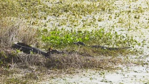Two Small Alligators Resting on Bank of  Marshland, 4K Stock Footage 72555343