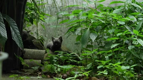 Two small and cute grey kittens next to the leaves Stock Footage 340933034