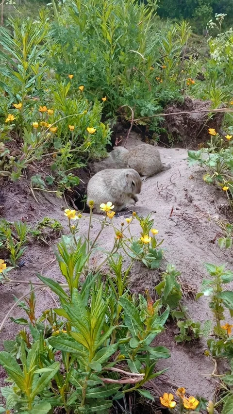 Two small animals are seen resting near their burrow in a lush field filled with Vídeos de archivo 312818342