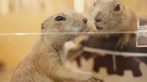 Two Small Animals Interacting in Clear Plastic Cage at Pet Show Stock Footage 308914455