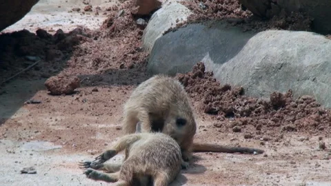 Two small animals, possibly gerbils, are laying on the ground next to each other Video stock 282241009
