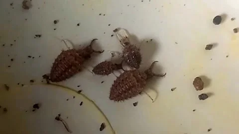 Two Small Antlions Playing Dead Near Two Larger Antlions — Horizontal Close Up 库存影片 340888652