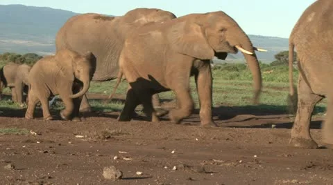 Two small baby elephants stay together during migration of elephants. Stock Footage