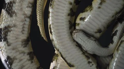 Two small ball phytons, camera rushed down Stock-Fotos