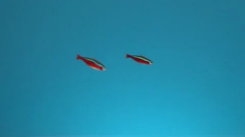 Two small beautiful fish swims in the water on a blue background. Neon fishs. 스톡 동영상 170651855