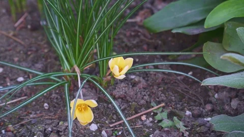 Two small beautiful yellow flowers grow in the garden Stock Footage 105533852