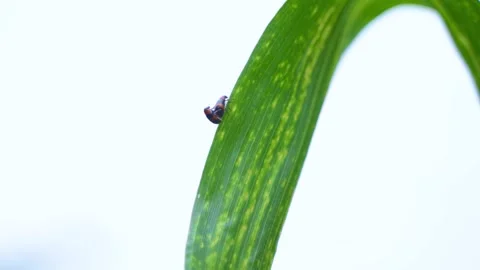 Two Small Beetles Mating on a Green Leaf in Bright Natural Sunlight Stock Footage 342014643