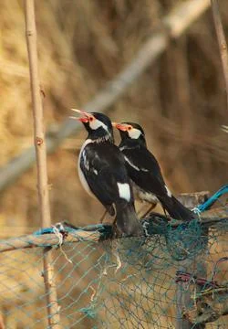 Two small bird sitting together Stock Photos