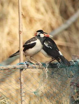 Two small bird sitting together in love Stock Photos
