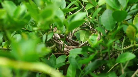 Two Small Birds Building a Nest in a Lemon Tree Stock Footage 342391188