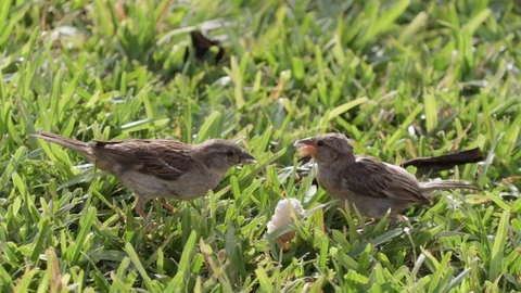 Two Small Birds Eat Bread in Grass [extreme tight] Stock Footage 109430842
