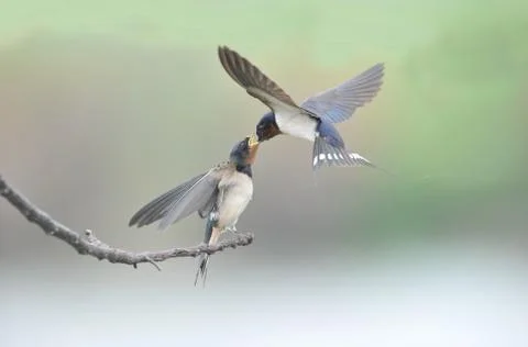 Two small birds feed each other Stock Photos