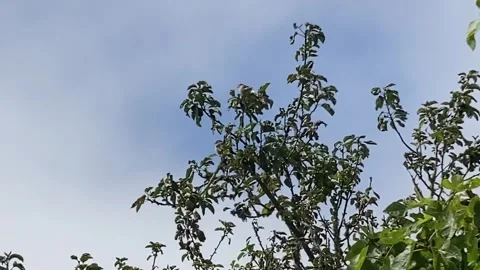 Two Small Birds Fly Off From A Fig Tree 스톡 동영상 257995092