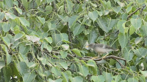 Two small birds 스톡 동영상 40755018