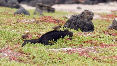 Two small birds groom a black marine iguana (Amblyrhynchus cristatus) Stock Footage 260212686