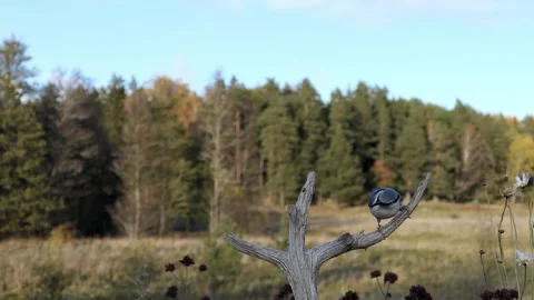 Two small birds land on the same branch. Video stock 256150277