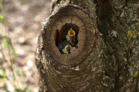 Two small birds in a nest inside a tree Stock Photos