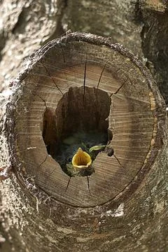 Two small birds in a nest inside a tree Stock Photos