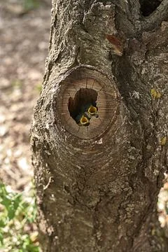 Two small birds in a nest inside a tree Stock Photos