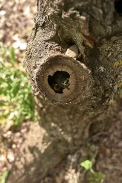 Two small birds in a nest inside a tree Stock Photos