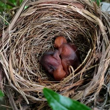 Two small birds in the nest 스톡 사진